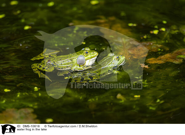 water frog in the lake / DMS-10618