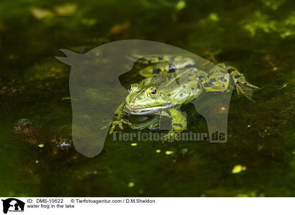 Teichfrosch im See / water frog in the lake / DMS-10622