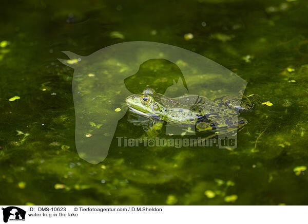 Teichfrosch im See / water frog in the lake / DMS-10623