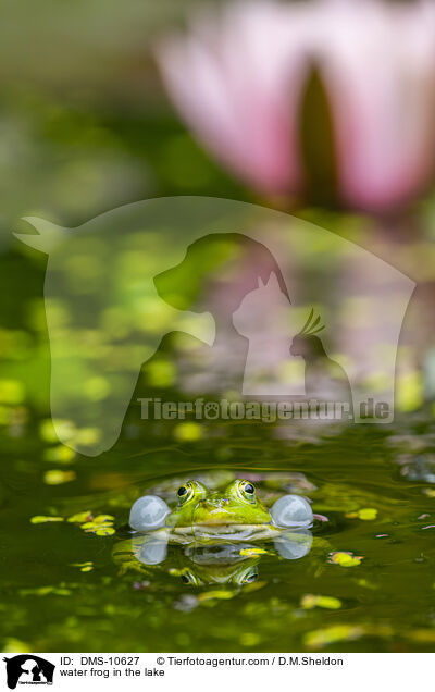 Teichfrosch im See / water frog in the lake / DMS-10627
