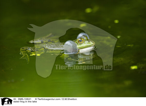 water frog in the lake / DMS-10641