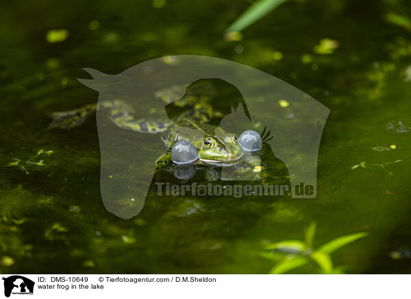 Teichfrosch im See / water frog in the lake / DMS-10649
