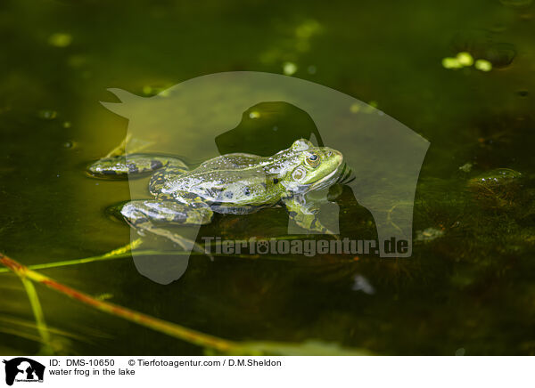 Teichfrosch im See / water frog in the lake / DMS-10650