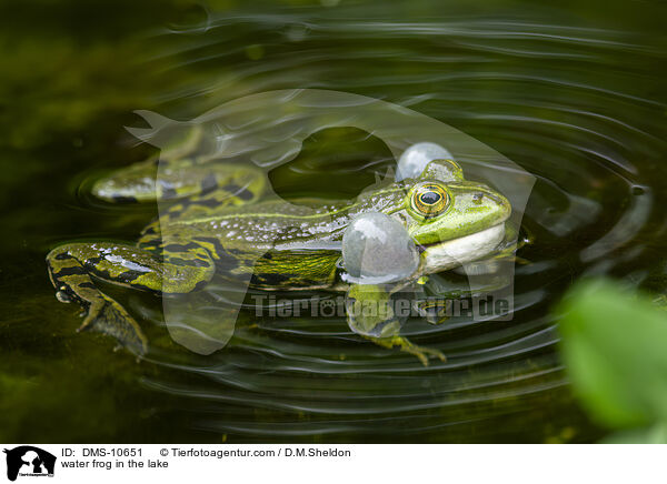 Teichfrosch im See / water frog in the lake / DMS-10651