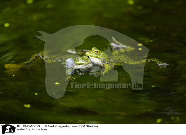 water frog in the lake / DMS-10653