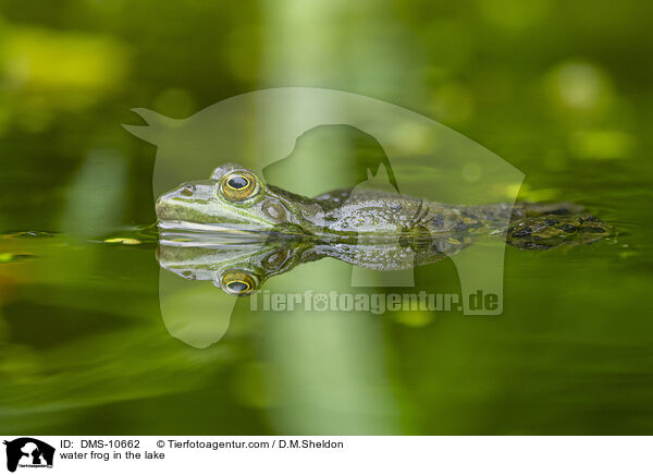 water frog in the lake / DMS-10662