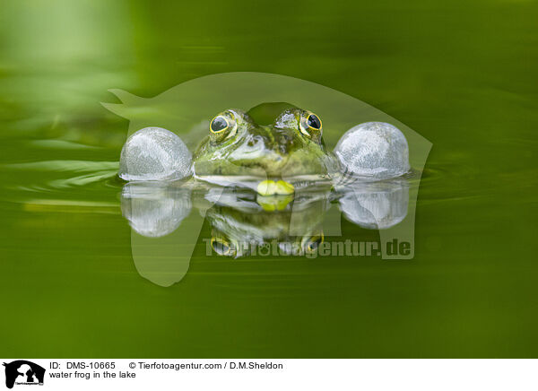 water frog in the lake / DMS-10665