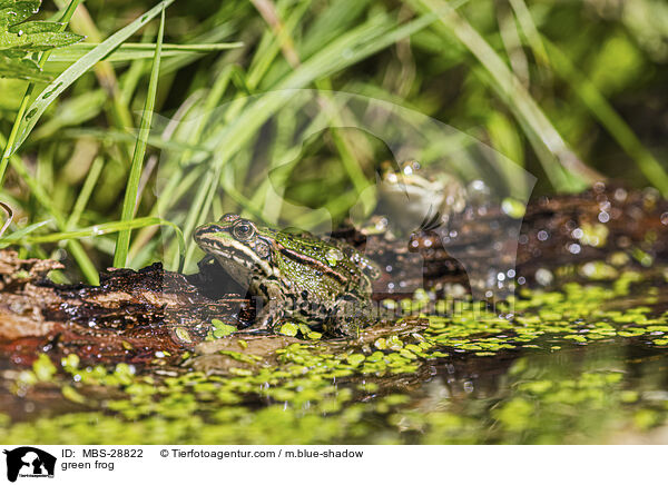 Teichfrosch / green frog / MBS-28822