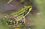 water frog