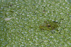 green frog