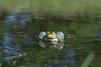 quacking green frog