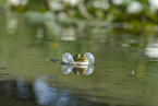 quacking green frog