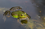 green frog