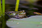 green frog