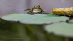 green frog