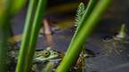 green frog