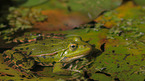 green frog