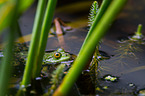 green frog