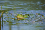 Green Frog