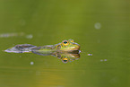 Green Frog