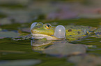 Green Frog