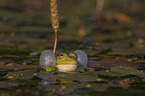 Green Frog