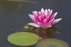 Green Frog with waterlily