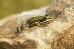 Green Frog