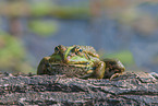 Green Frog