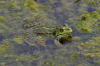 green frog