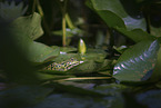 green frog