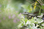 green frog