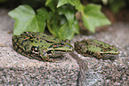green frogs