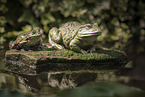 green frogs