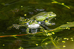 water frog in the lake