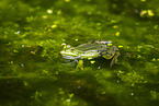 water frog in the lake