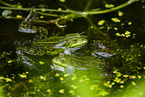 water frog in the lake