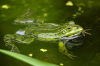 water frog in the lake