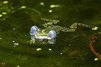 water frog in the lake