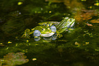 water frog in the lake