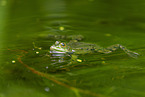water frog in the lake