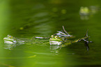 water frog in the lake