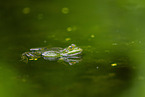 water frog in the lake