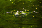 water frog in the lake