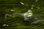 water frog in the lake