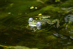water frog in the lake