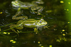water frog in the lake