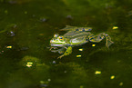 water frog in the lake