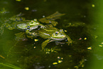 water frog in the lake