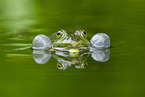 water frog in the lake